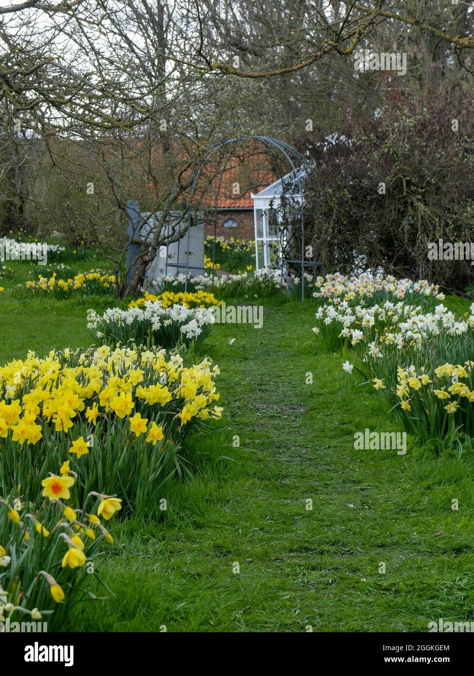 Garden in spring with lots of daffodils (Narcissus pseudonarcissus) Stock Photo