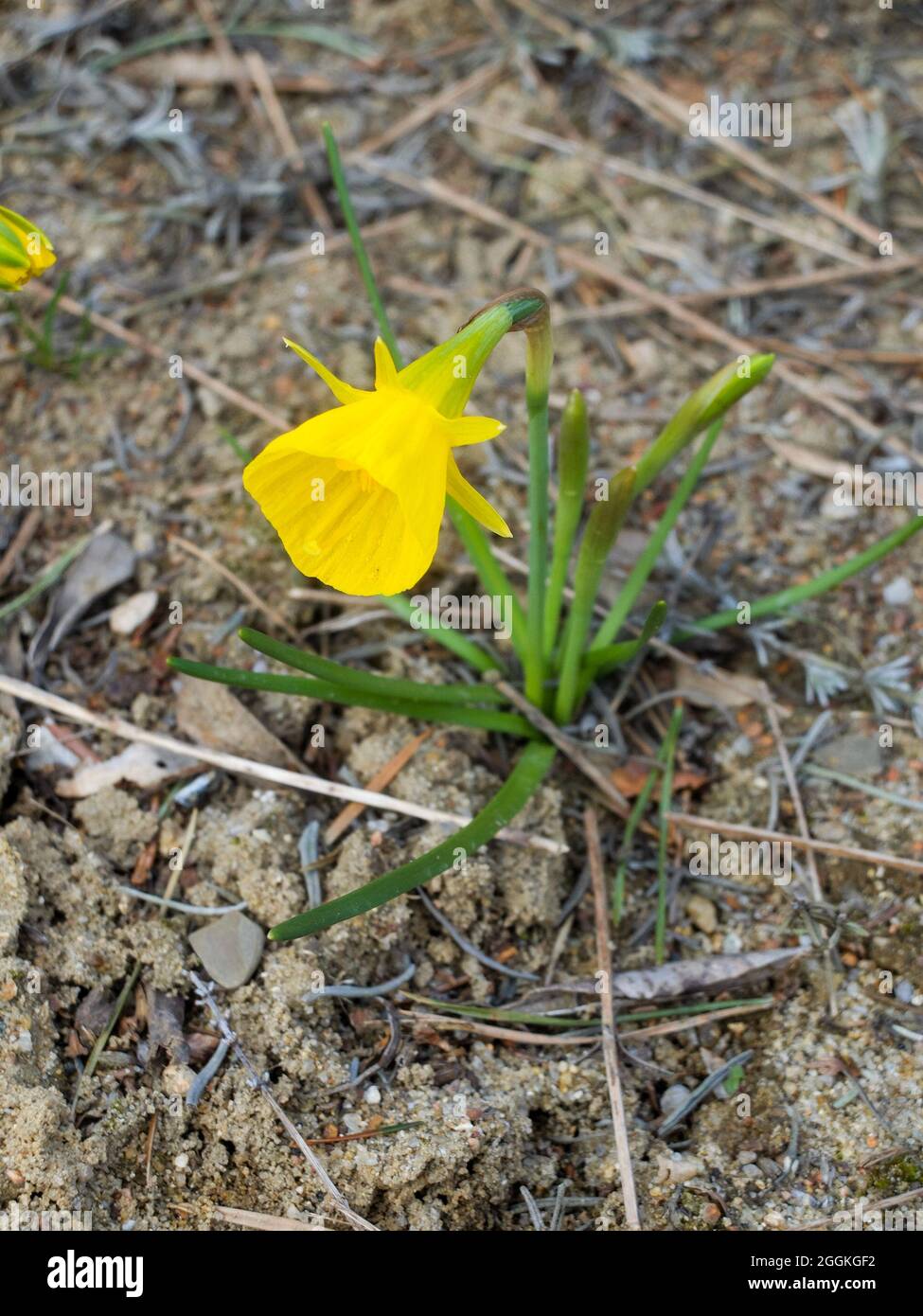 Narcissus bulbocodium 'Oxford Gold' (Narcissus aureus), ornamental form of the hoop-skirt daffodil (Hoop Petticoat Daffodil) Stock Photo