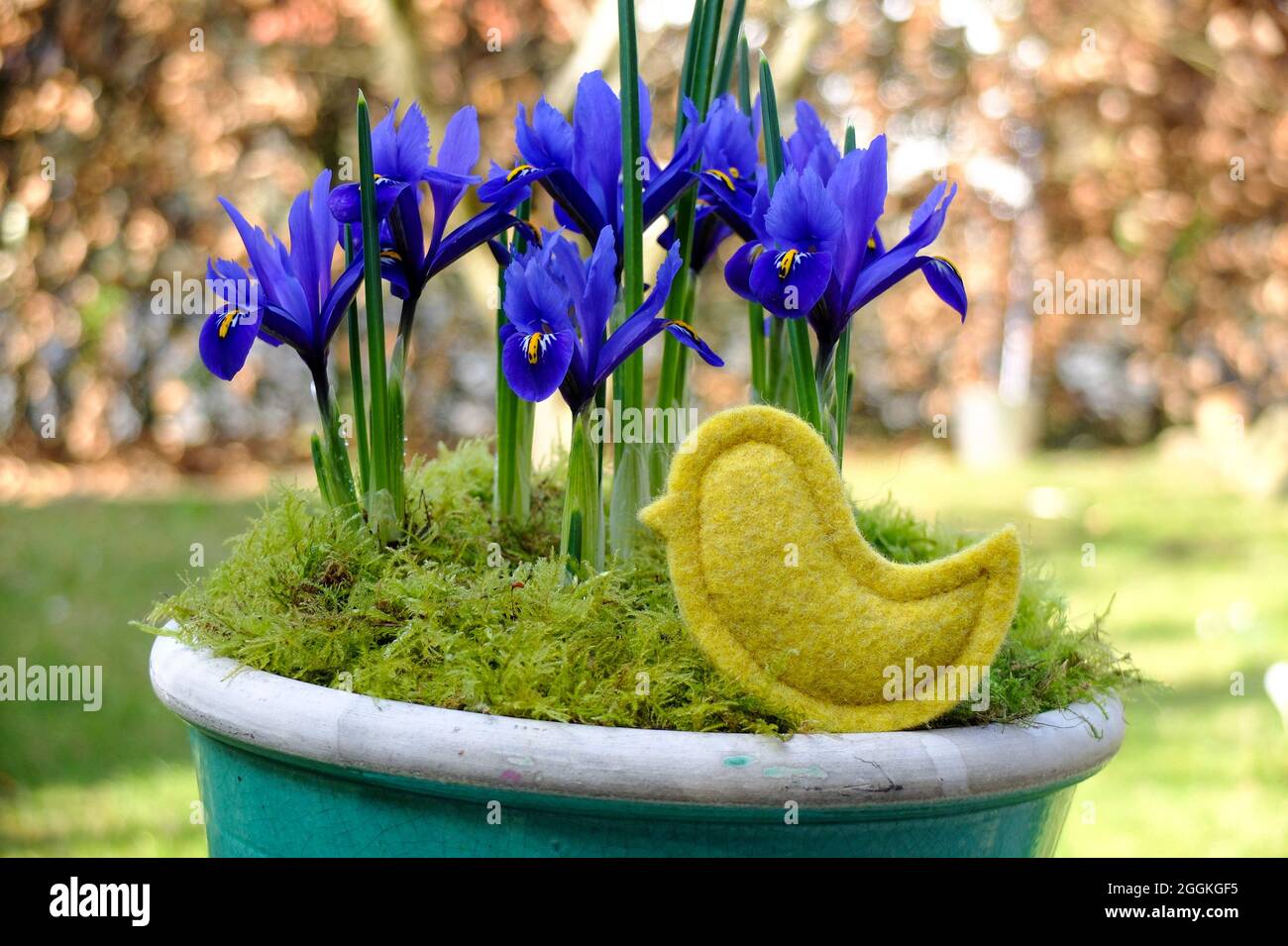 Mini-Iris (Iris reticulata 'Harmony') in a pot and decoration Stock Photo