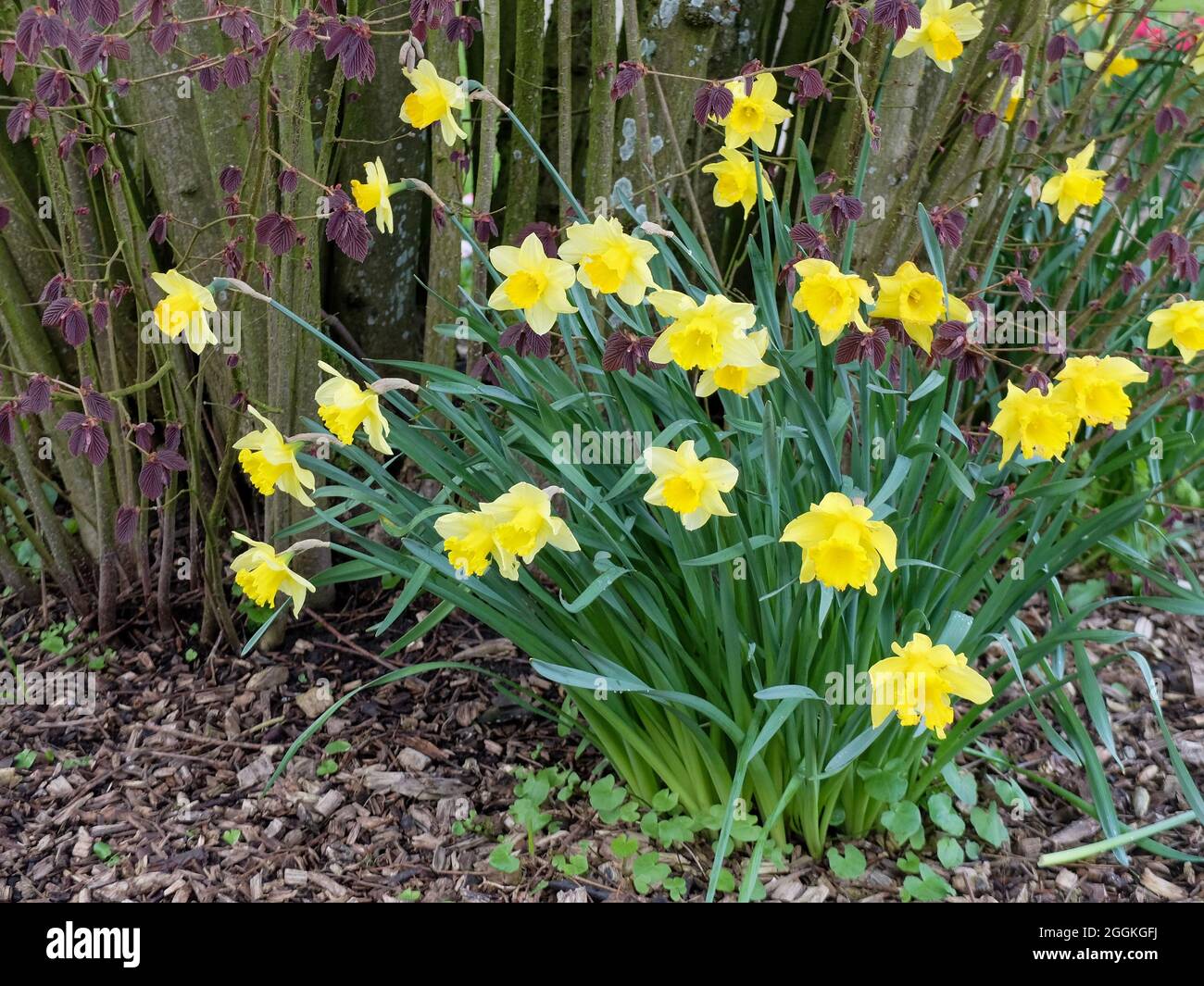 Yellow daffodils (Narcissus pseudonarcissus) under blood beech (Fagus