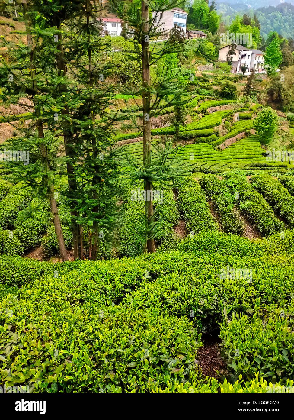 Tea Plantation. Hubei. China. Stock Photo