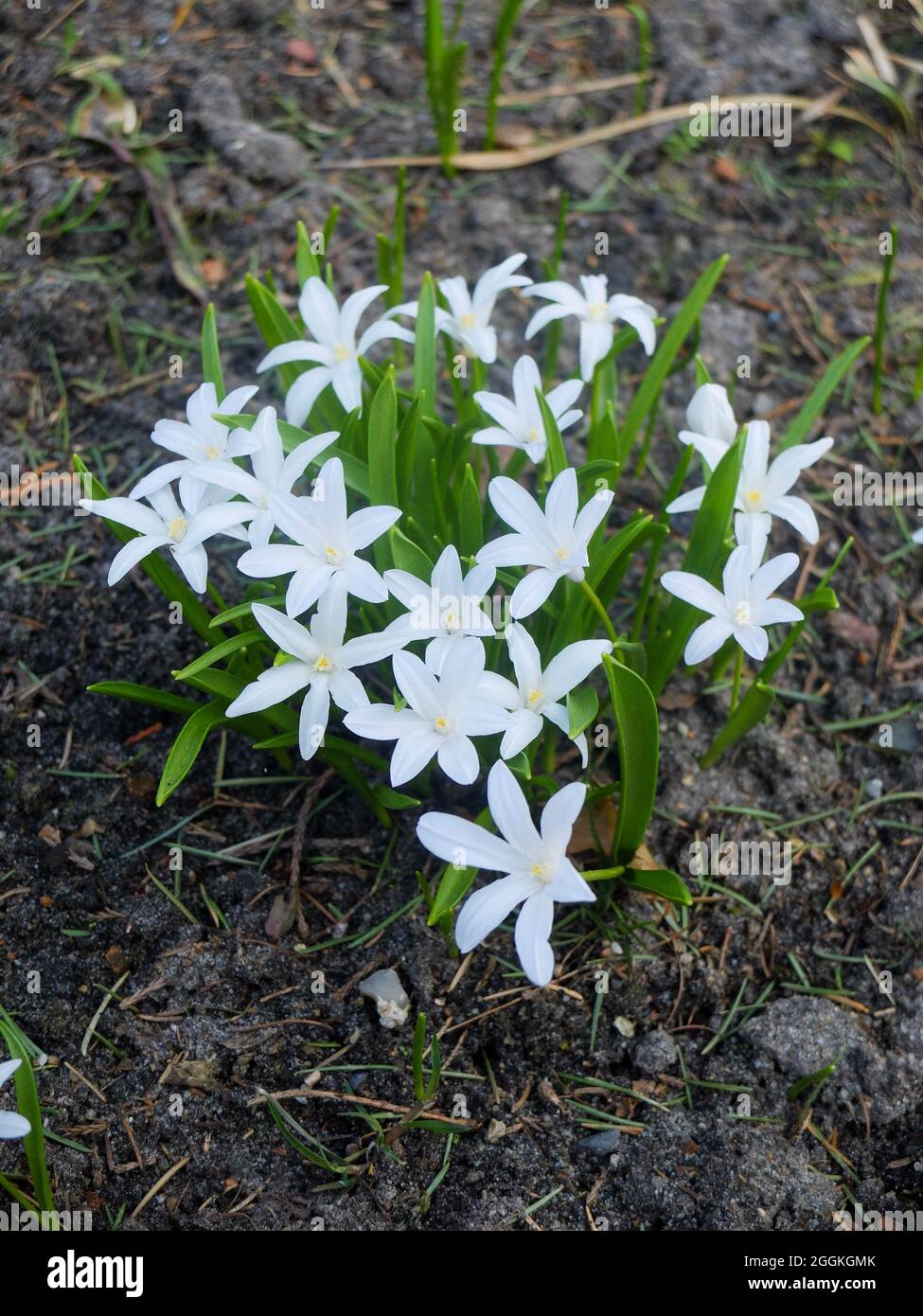 The white snow shine (Chionodoxa luciliae, snow pride, star hyacinth) 'Alba' Stock Photo