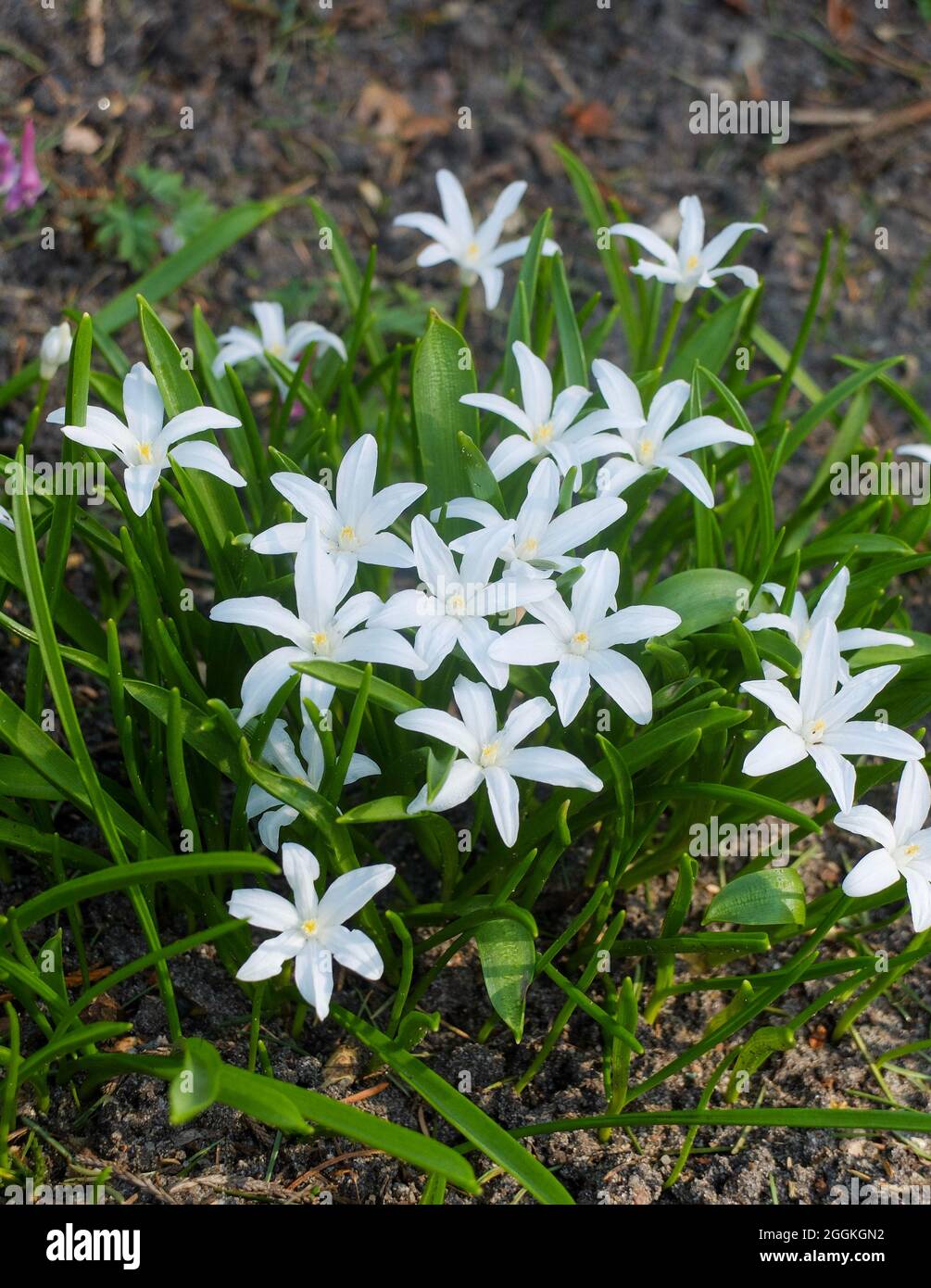 The white snow shine (Chionodoxa luciliae, snow pride, star hyacinth) 'Alba' Stock Photo
