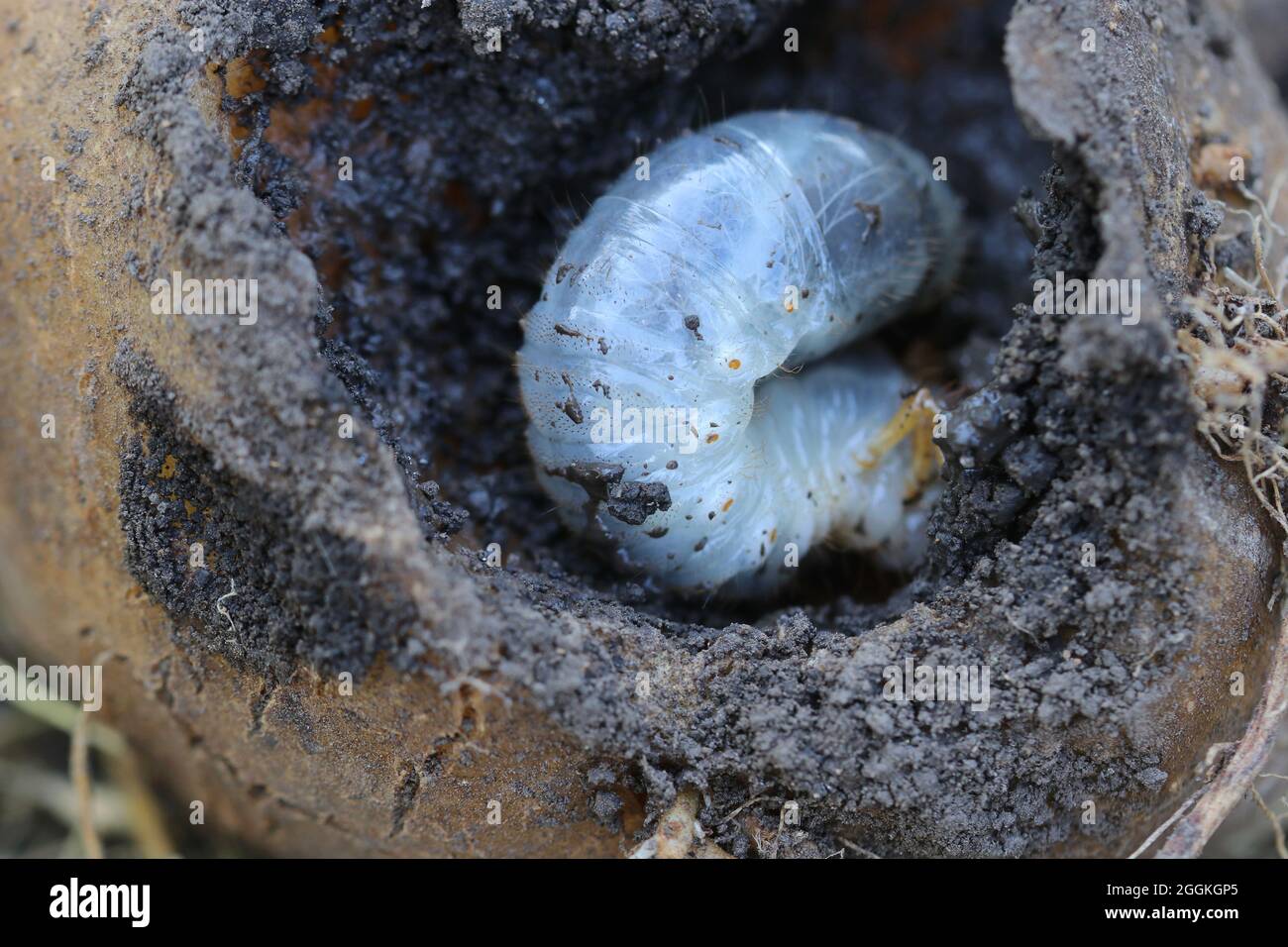 Larva of the May beetle eats potato. Common Cockchafer or May Bug inside potato. Melolontha. Stock Photo