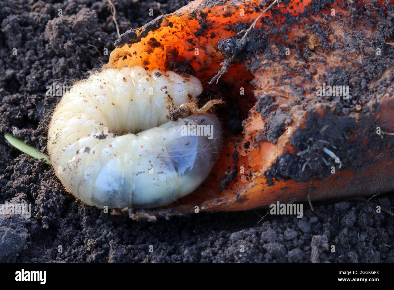 Larva of the May beetle eats carrot. Common Cockchafer or May Bug inside carrot. Melolontha. Stock Photo