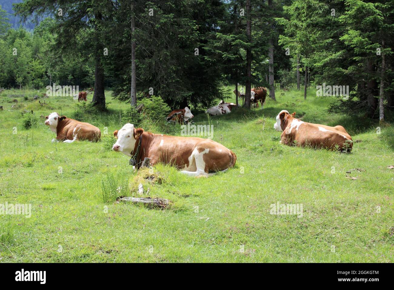 Cow, suckler cow, young cow breed Simmental cattle on pasture, Seins Alm, Isar Valley, Mittenwald, Upper Bavaria, Bavaria, Germany Stock Photo