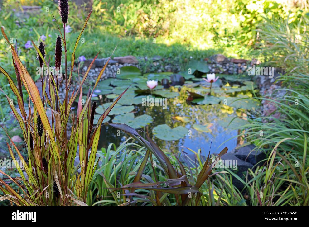Beautiful plant panicum pennisetum against small garden pond. Landscaping. Stock Photo
