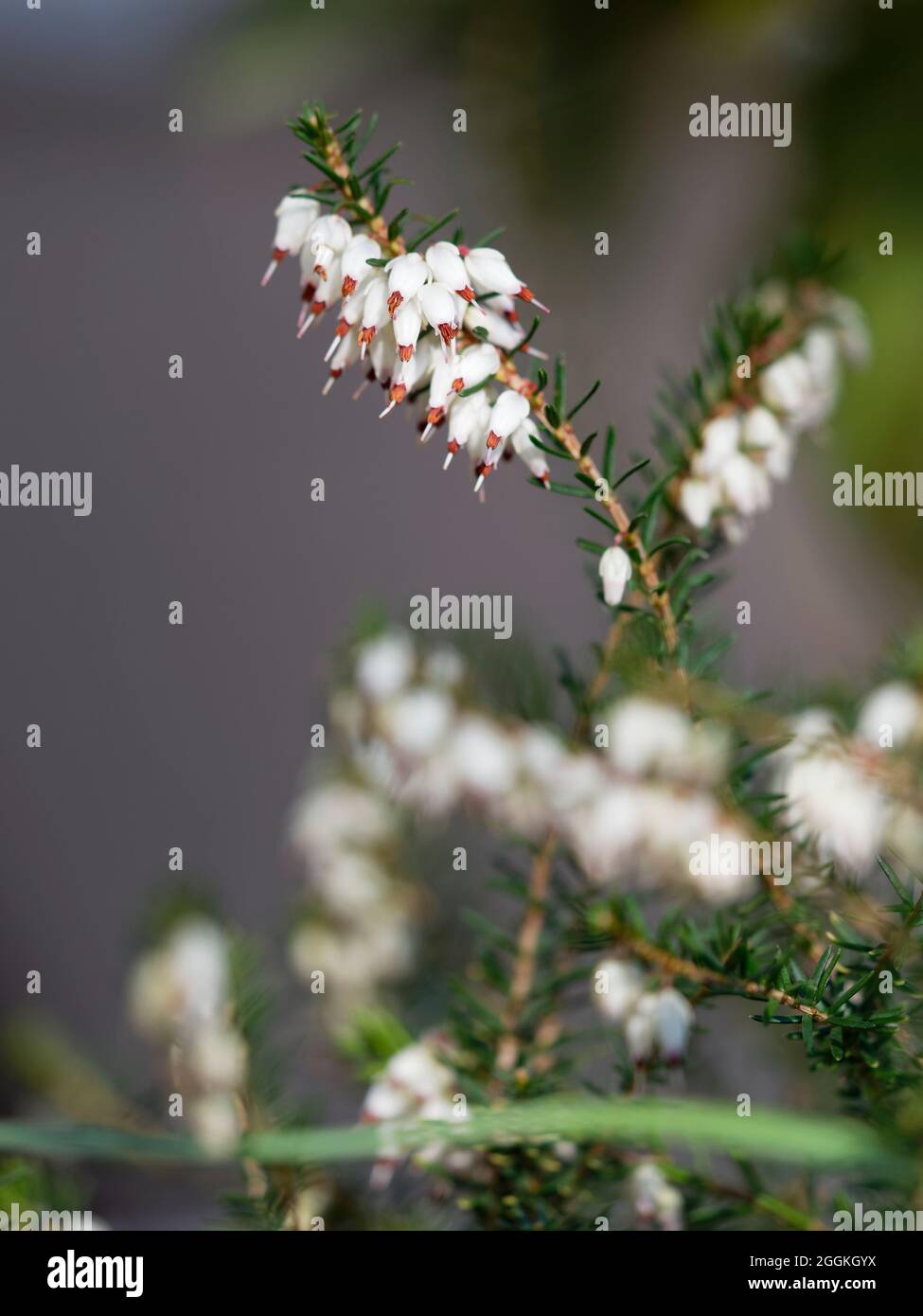 Snow heather, Erica carnea var.alba Stock Photo