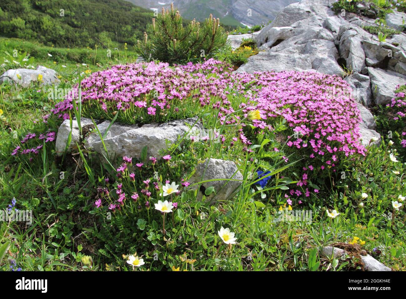 Impressive alpine flower meadow with clove or stemless cucumber (Silene acaulis), mountain pine (Pinus mugo), white silver arum (Dryas octopetala), Karwendel Mountains, Tyrol, Austria Stock Photo