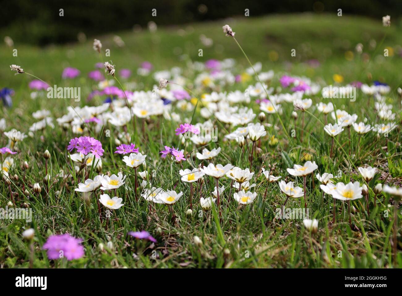 Alpine flower meadow with various flowers, white silver arum (Dryas octopetala), flour primrose (Primula farinosa) or floury cowslip, Karwendel Mountains, Tyrol Austria Stock Photo