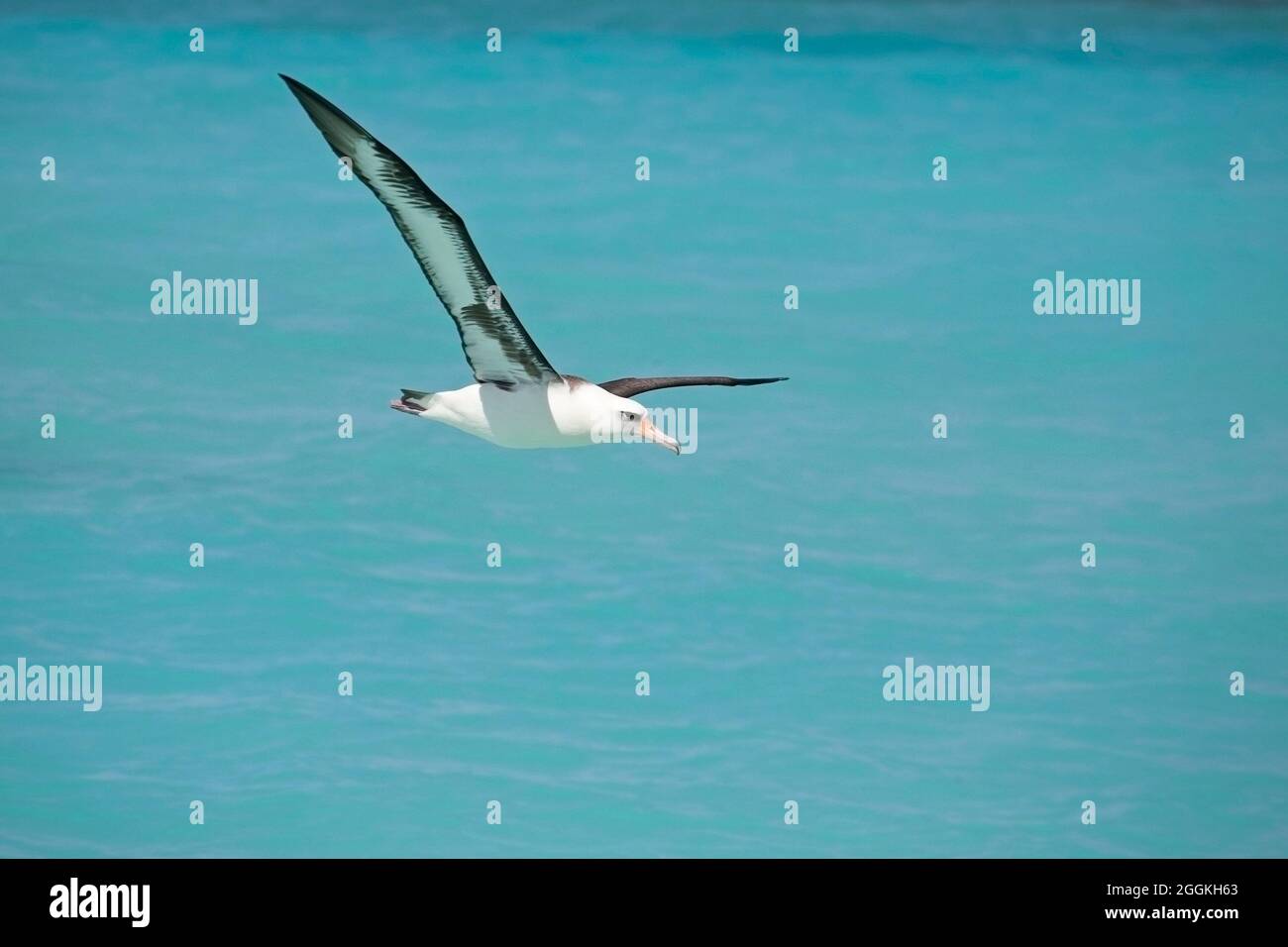 Laysan Albatross flying over Midway Atoll lagoon in the north Pacific Ocean. (Phoebastria immutabilis) Stock Photo