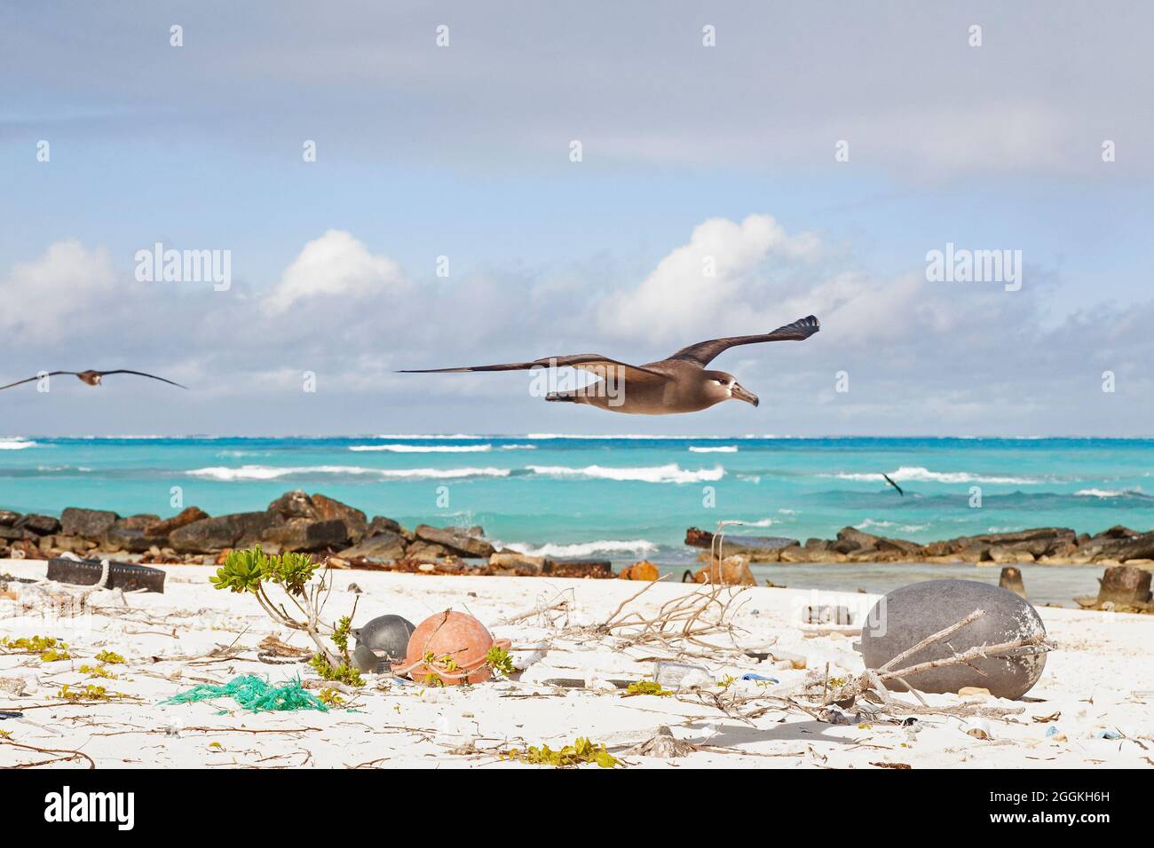 Black-footed Albatross flying over plastic marine debris that washed ashore on a beach in the North Pacific Ocean. (Phoebastria nigripes) Stock Photo
