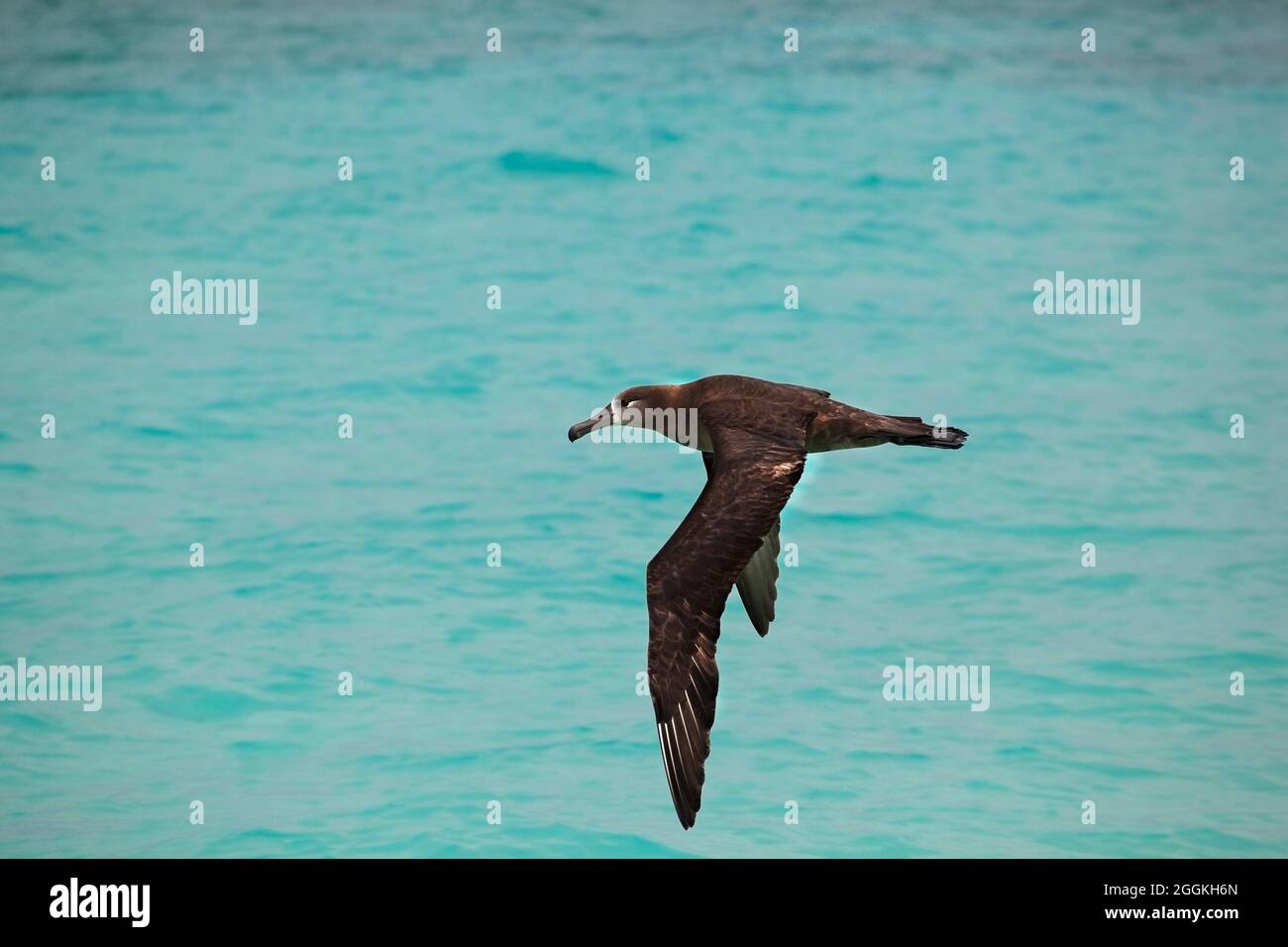 Black-footed albatross flying over aquamarine water of Midway Atoll lagoon in the North Pacific Ocean. Phoebastria nigripes Stock Photo