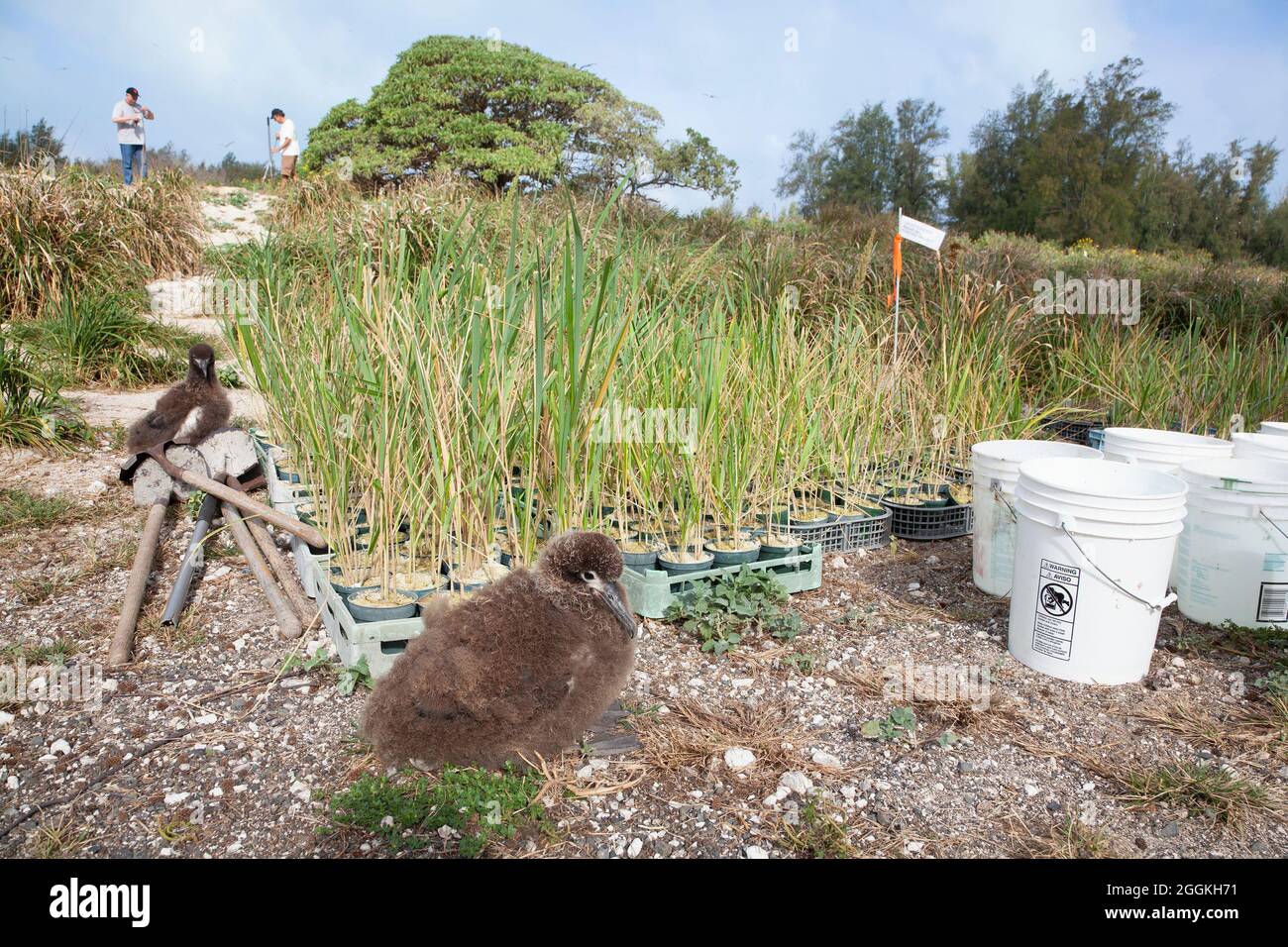 Laysan Albatross chicks with Bunch Grass (Eragrostis variabilis) potted plants used for a project to restore native species in seabird nesting habitat Stock Photo