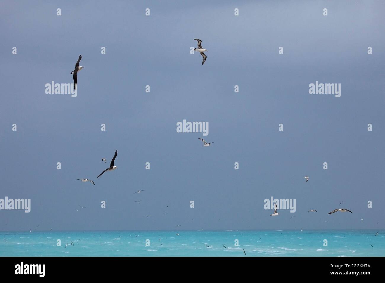 Laysan albatrosses flying above the north Pacific Ocean Stock Photo