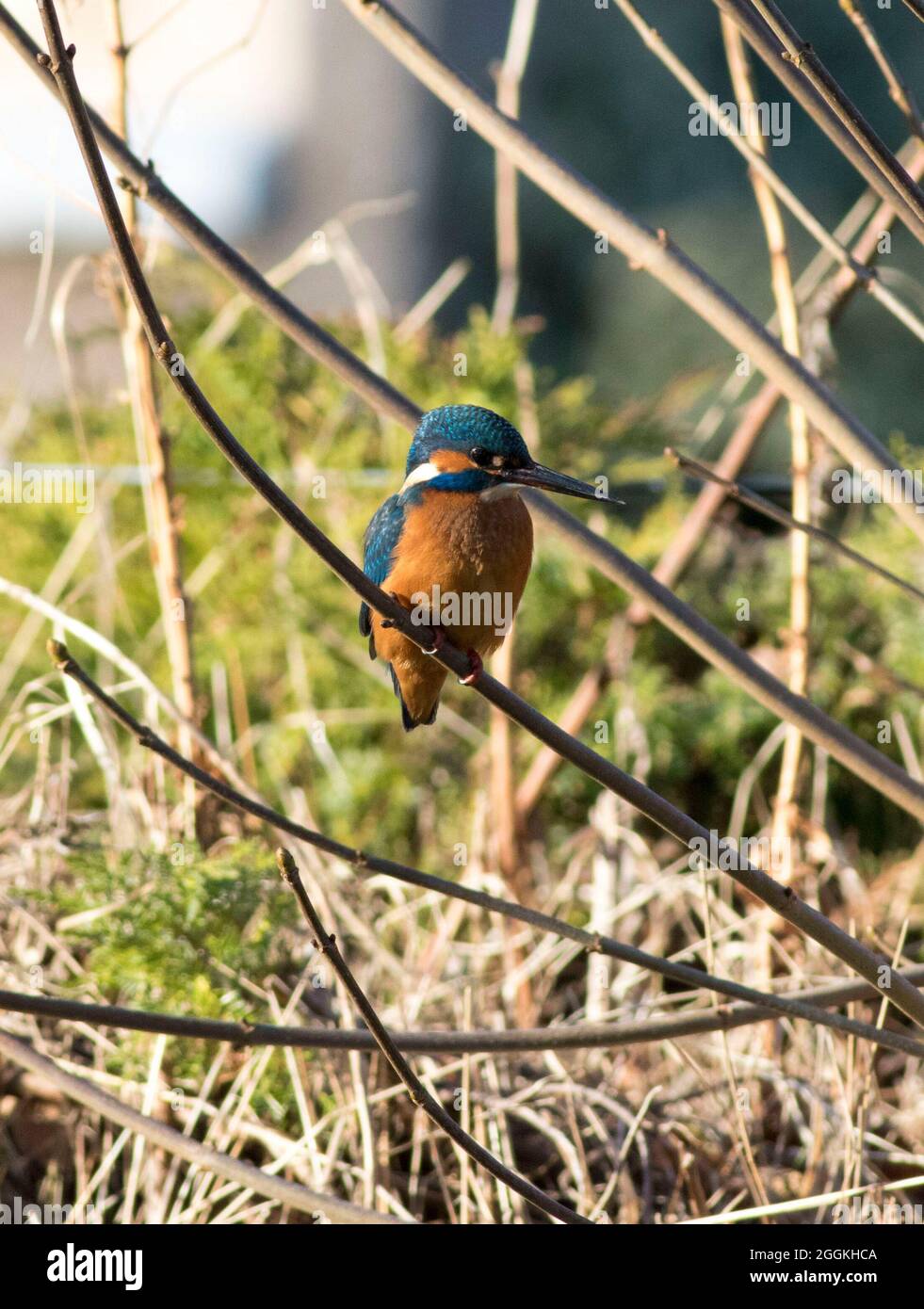 Kingfisher, northeast Scotland Stock Photo