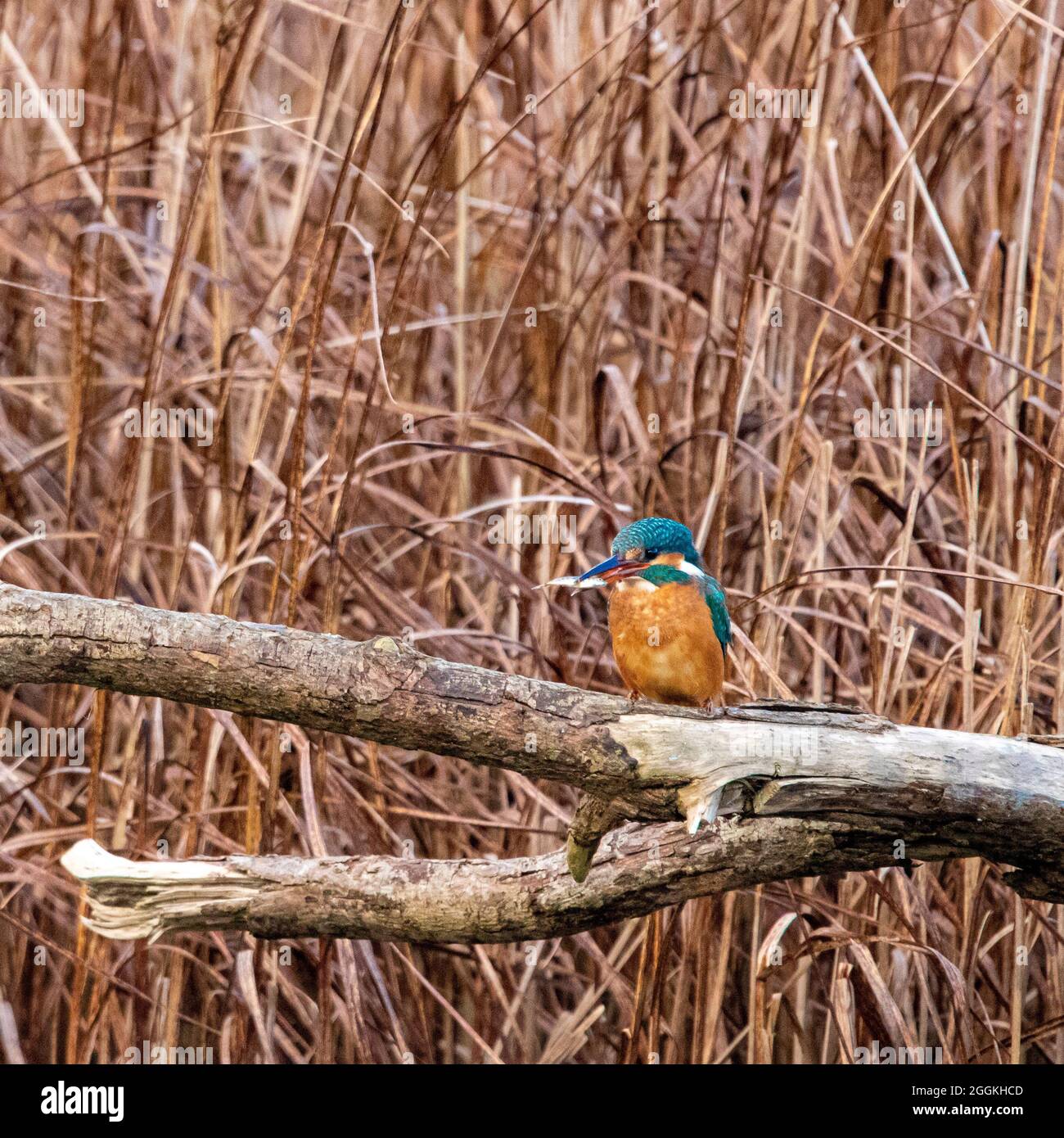 Kingfisher, northeast Scotland Stock Photo