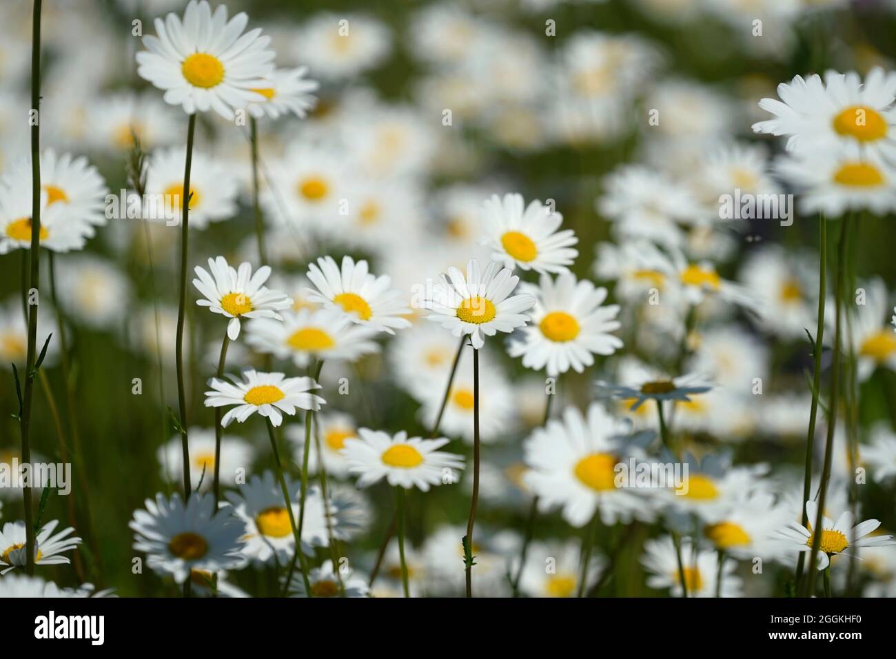 Germany, Bavaria, Upper Bavaria, flower meadow, daisies, blossoms Stock ...