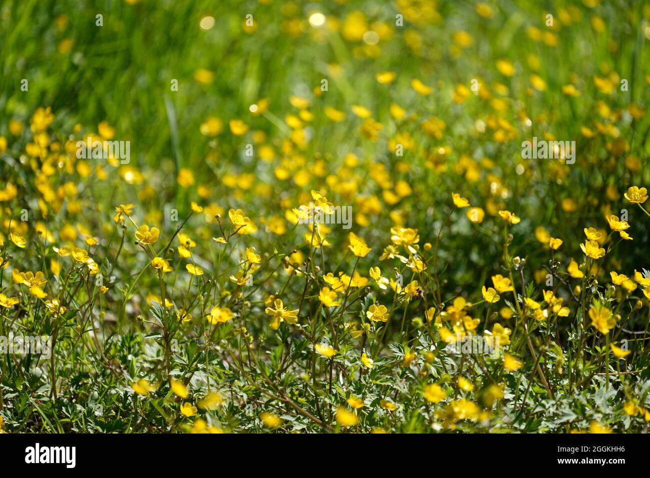 Germany, Bavaria, Upper Bavaria, wild flowers, creeping buttercup, ranunculus repens Stock Photo