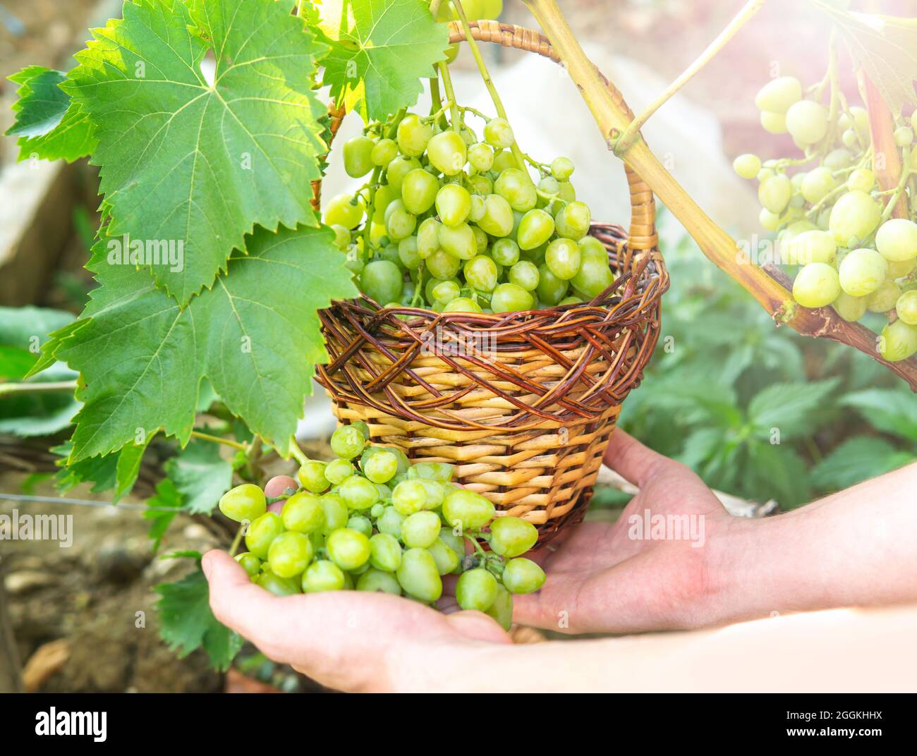 Crop view of female hands holding fresh grapes clusters and a wicker