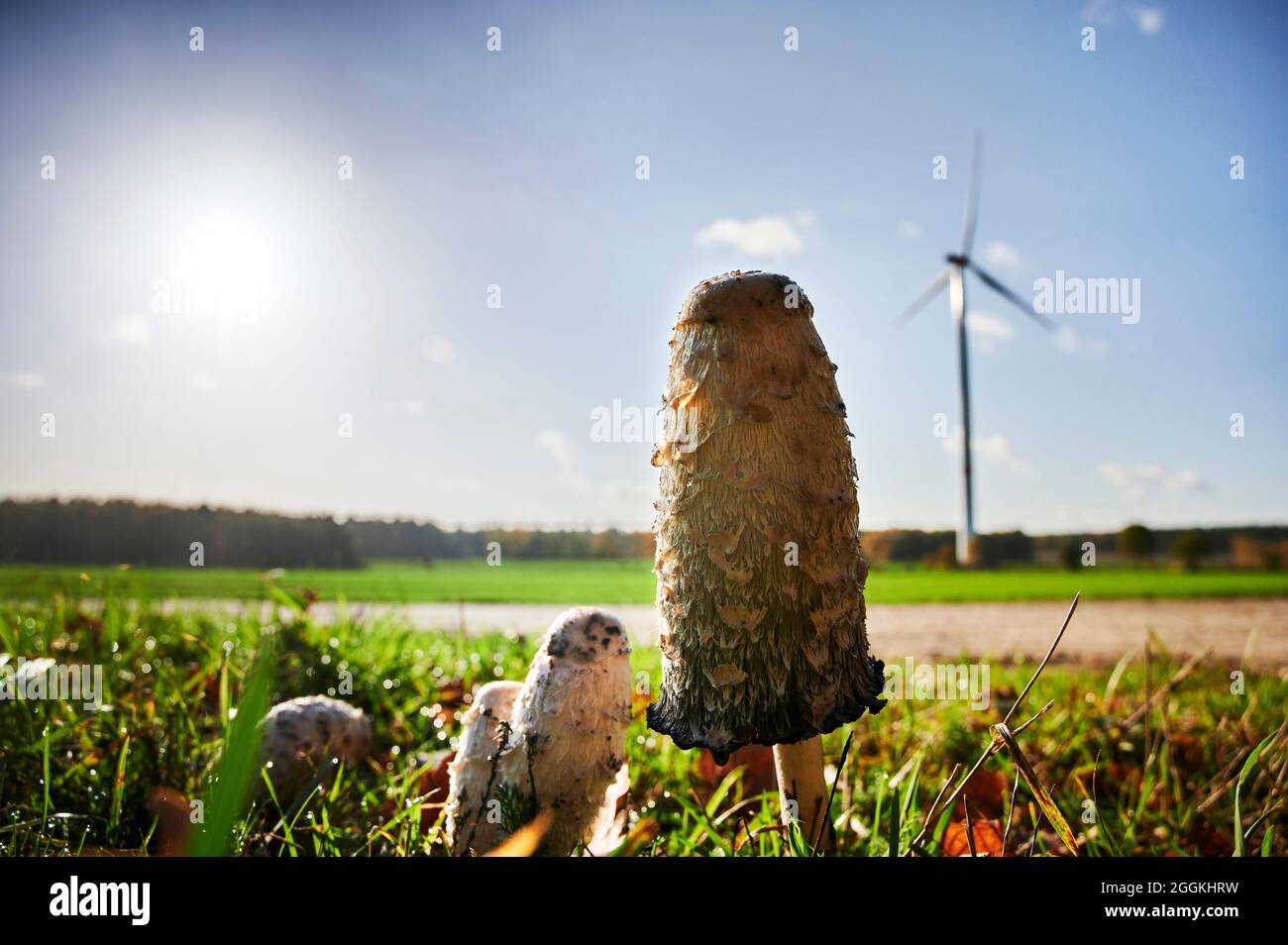 Ecological and close to nature, sustainability, mushrooms on a meadow in front of a wind turbine, sun in the backlight, the mushroom tint has healing properties Stock Photo