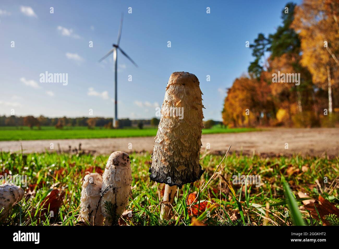 Ecological and close to nature, sustainability, mushrooms on a meadow in front of a wind power plant, the mushroom inlay has healing properties Stock Photo