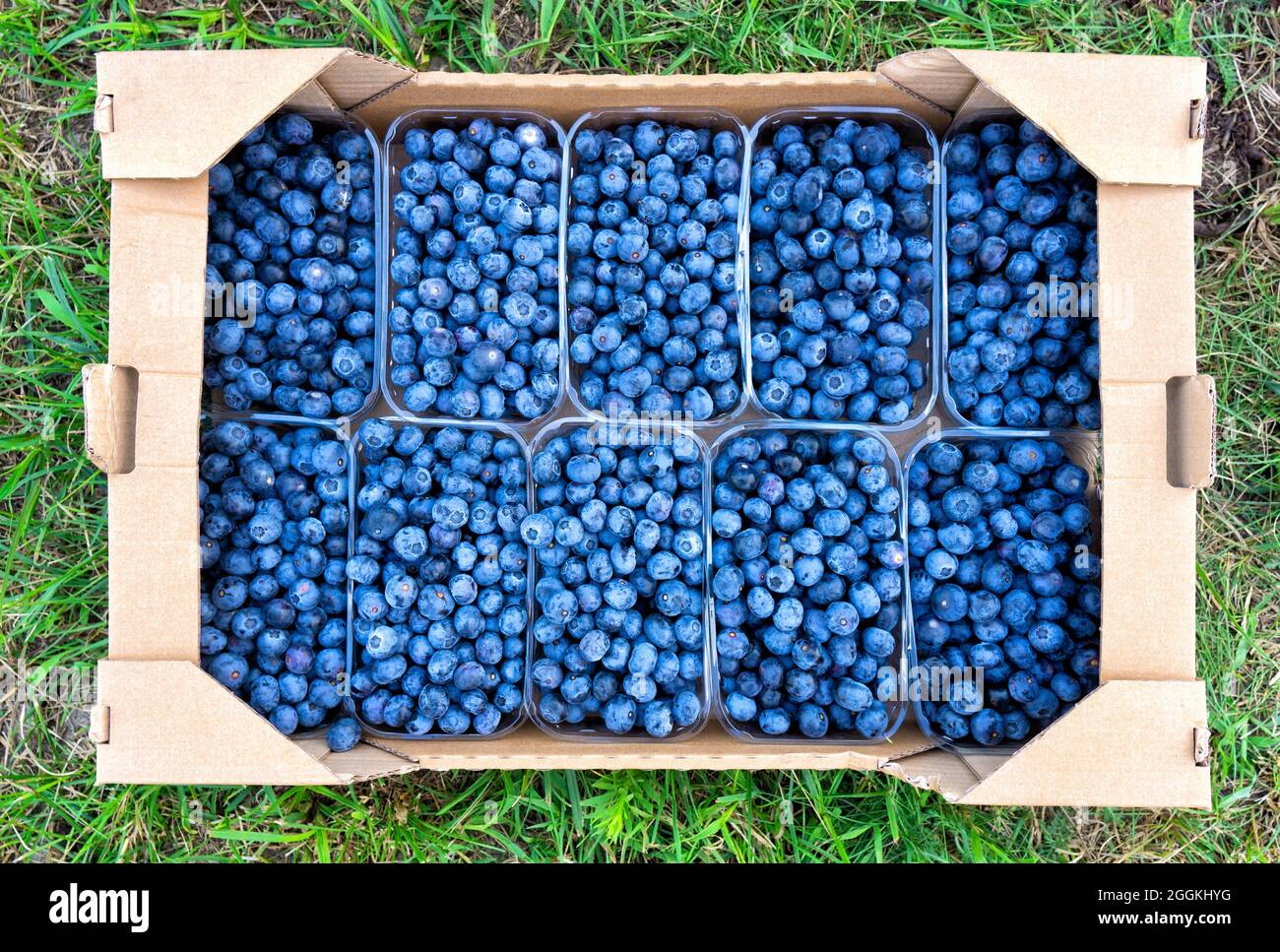 Plastic containers with blueberries in a cardboard shipping box