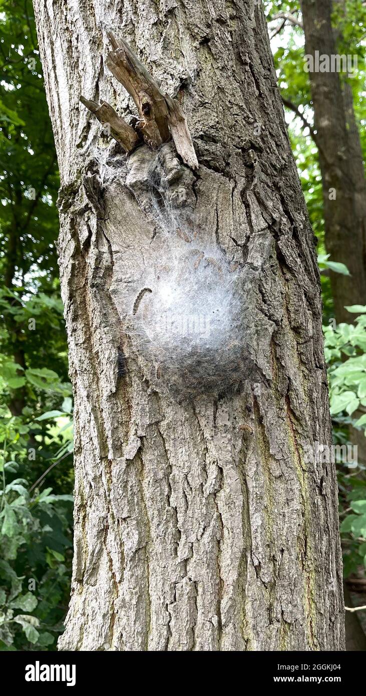 Moth caterpillar oak tree hires stock photography and images Alamy