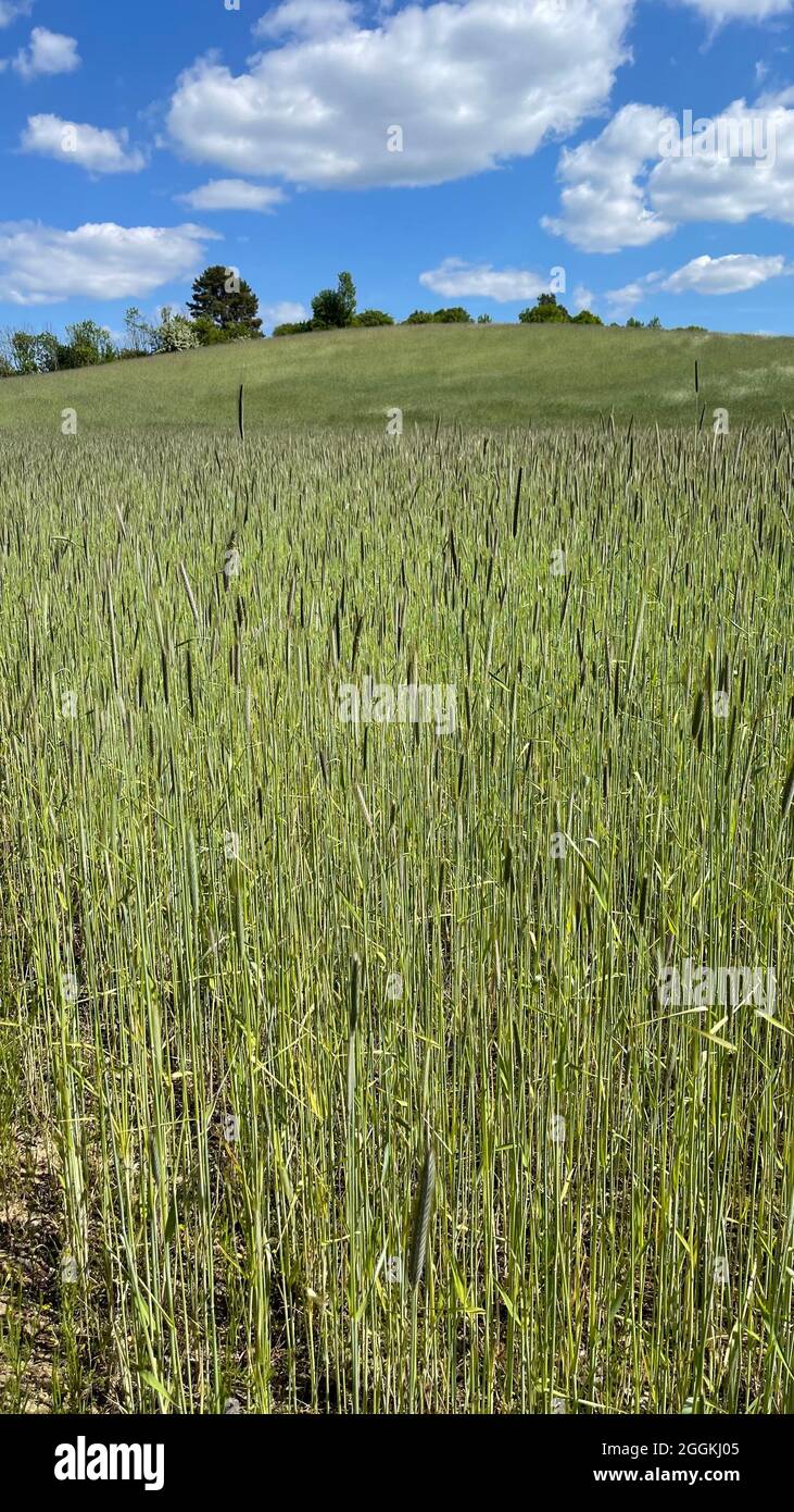View over a grain field to the small Rummelsberg Stock Photo