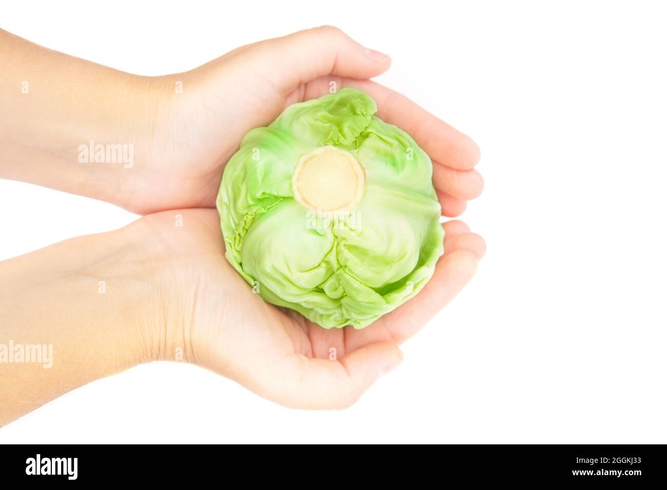 Female holding a small head of a young cabbage with both hands isolated on white Stock Photo