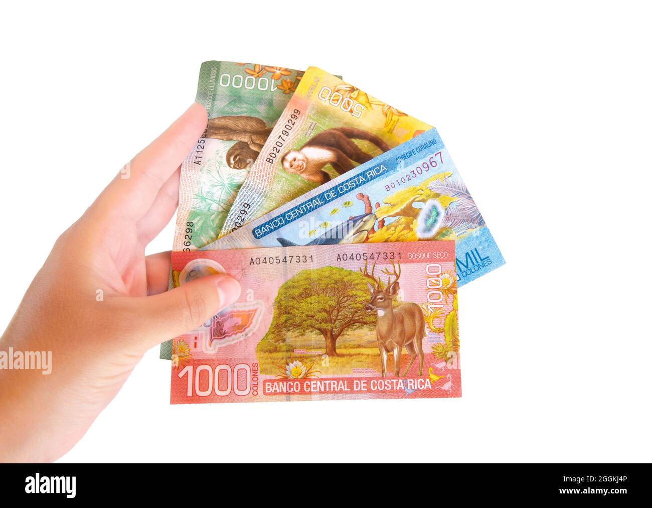 Female holding Costa Rican currency isolated on white Stock Photo