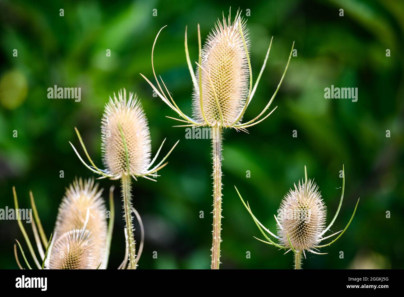Flower heads of a Wild Teasel (Dipsacus fullonum). Oregon, USA. Stock Photo