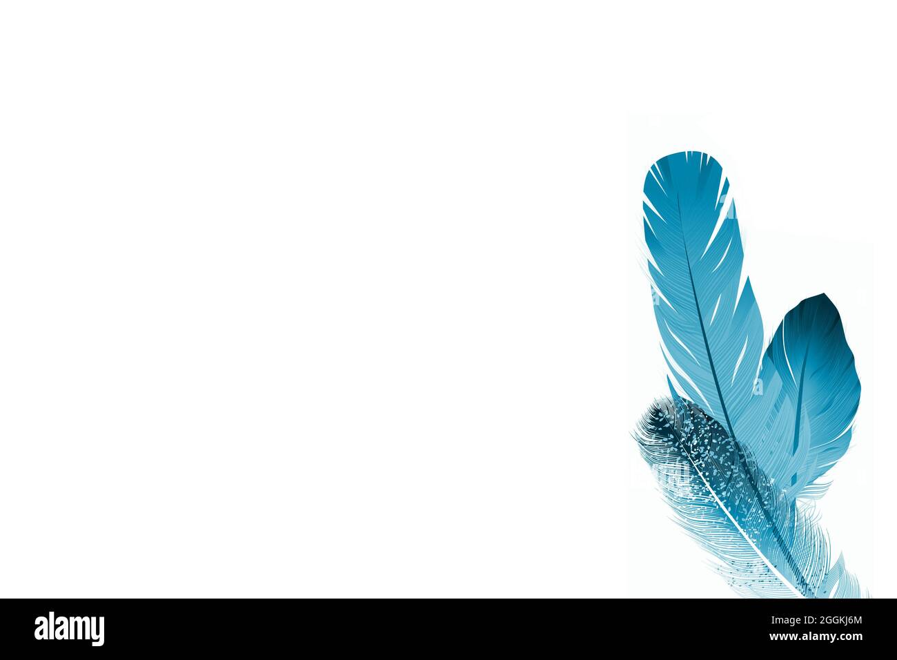 beautiful feathers on white background Stock Photo