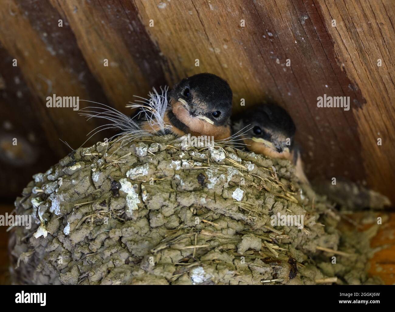 Barn Swallow (Hirundo rustica) chicks in their mud nest. Portalnd, Oregon, USA. Stock Photo