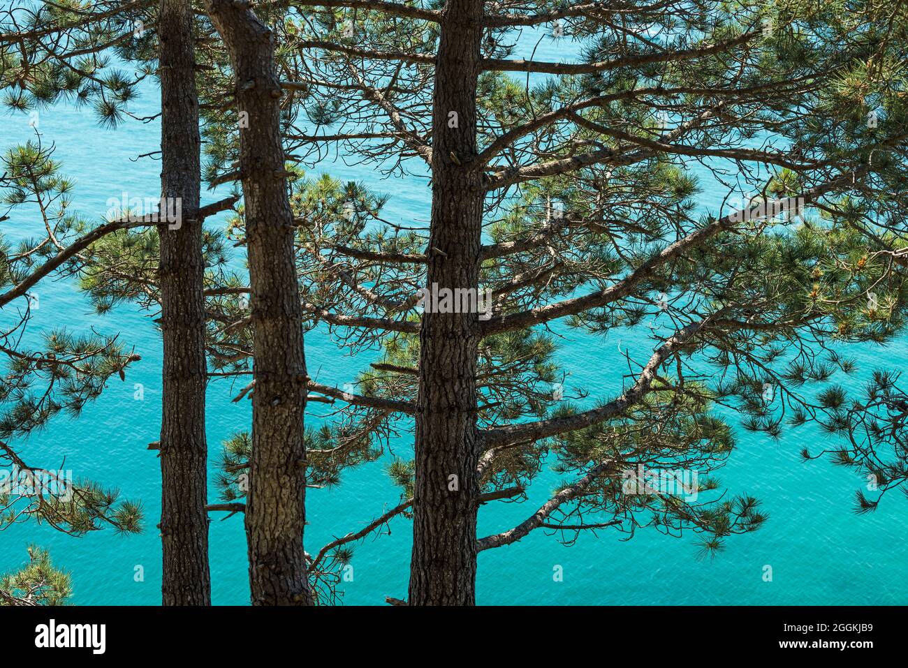 Maritime pine trees and france hi-res stock photography and images - Alamy