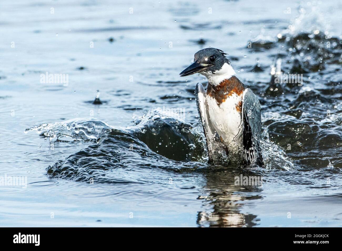 Belted kingfisher reemerging from dive Stock Photo Alamy