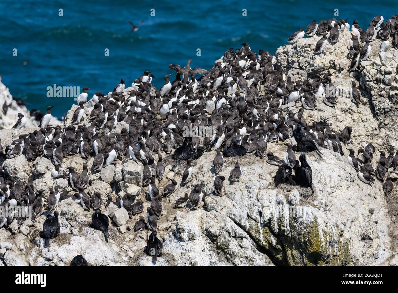 Thousands of sea birds take sanctuary on the rocky outcrops along Pacific coast. Tillamook, Oregon, USA. Stock Photo