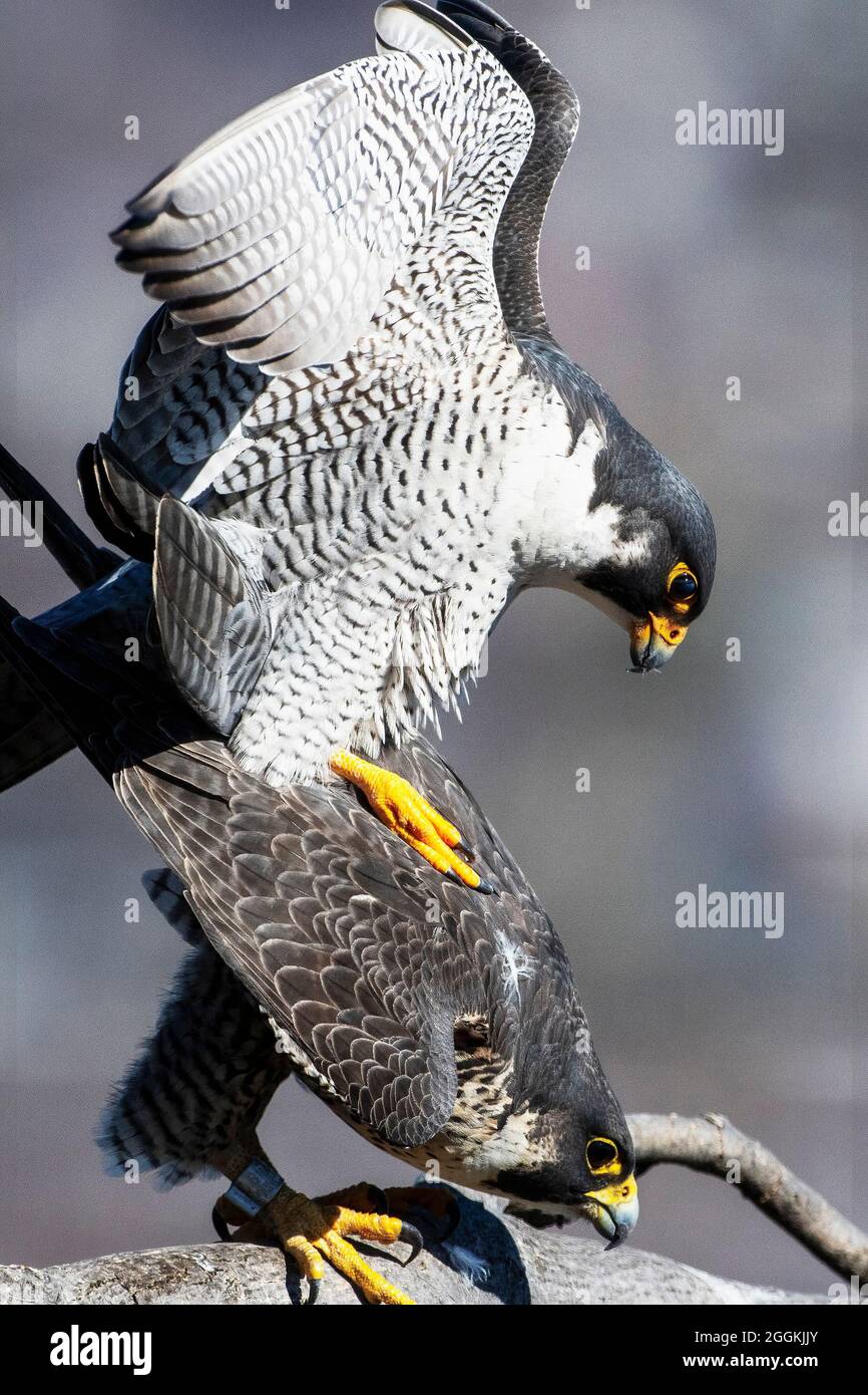Peregrine falcons mating close-up Stock Photo