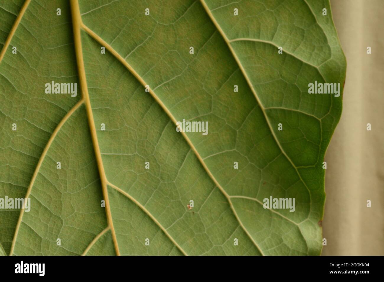 Fiddle leaf fig leaf close up Stock Photo