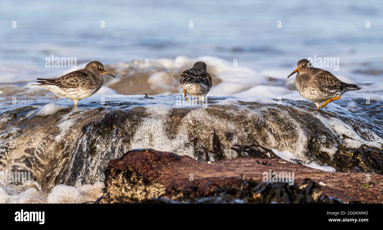 Purple sandpiper at the beach foraging on rocks Stock Photo