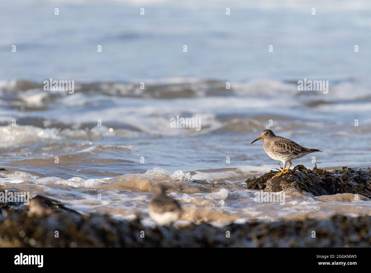 Purple sandpiper at the beach foraging on rocks Stock Photo