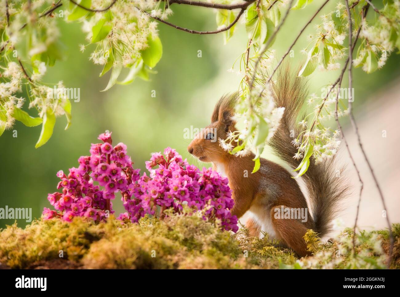 red squirrel with a Bergenia Stock Photo