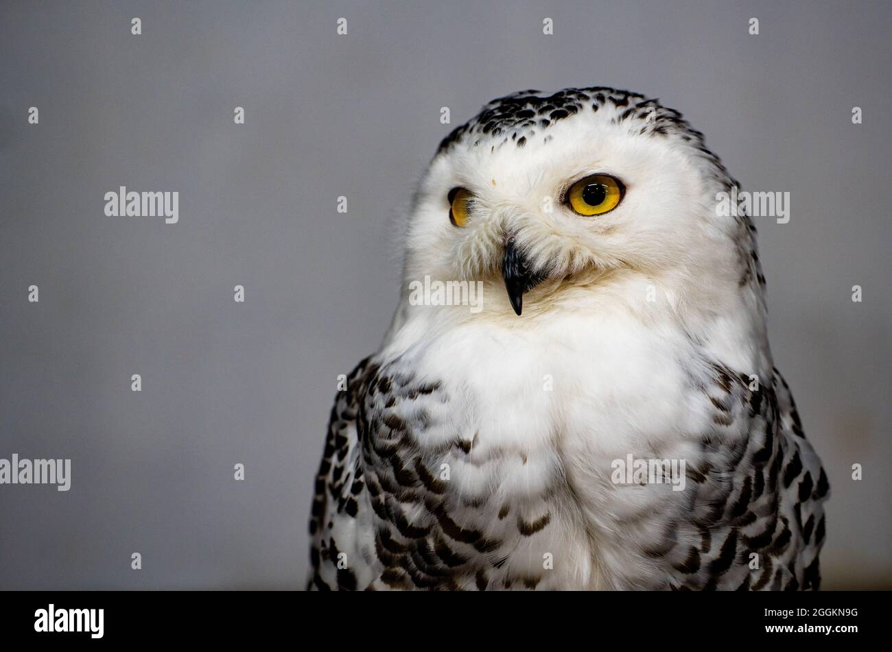 Selective of a Snowy owl (Bubo scandiacus Stock Photo - Alamy
