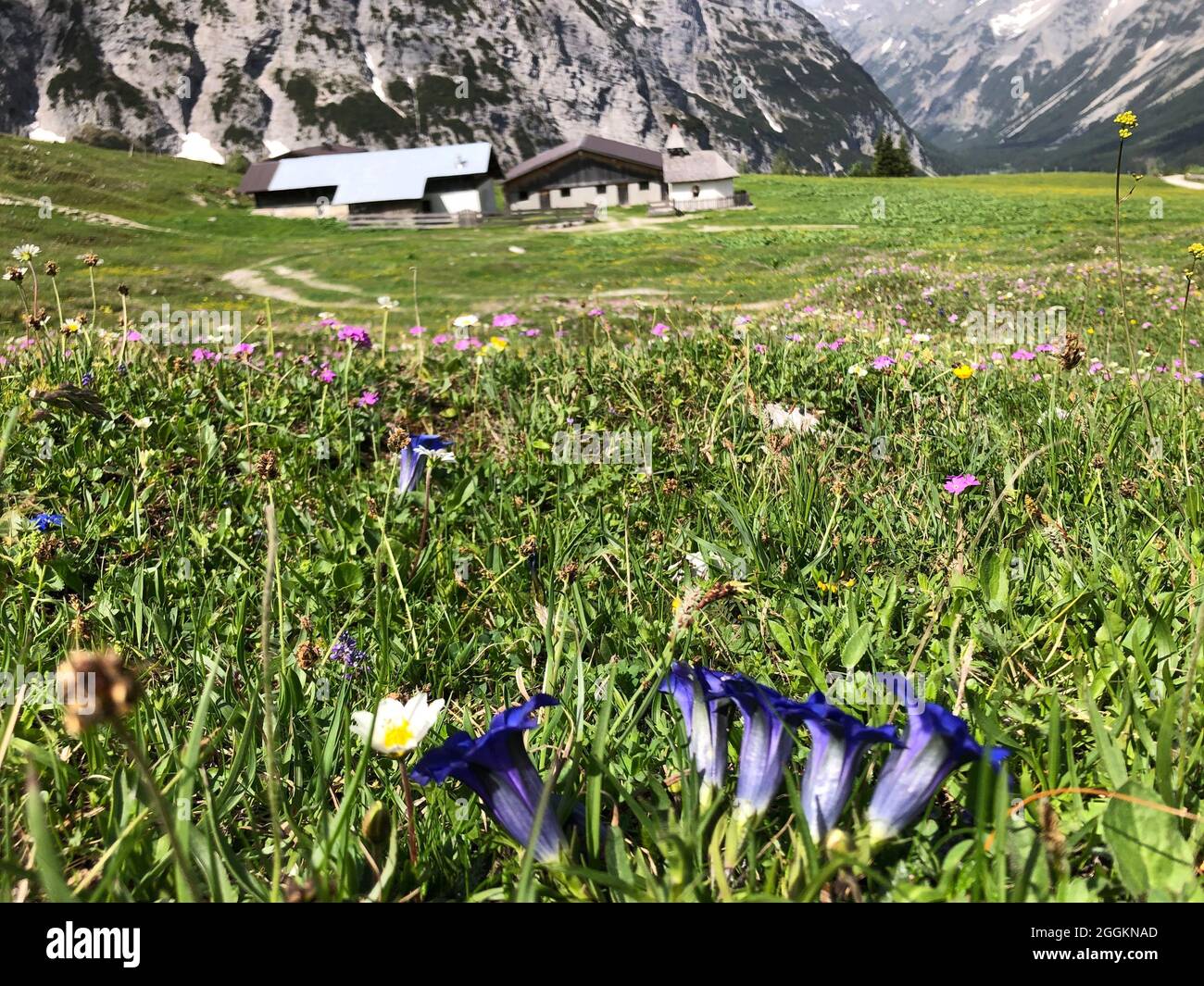 Karwendelhaus, Enzian, flower meadow, Hochalm, Hochalmkapelle, nature, mountains, Karwendel Mountains, Scharnitz, Tyrol, Austria Stock Photo