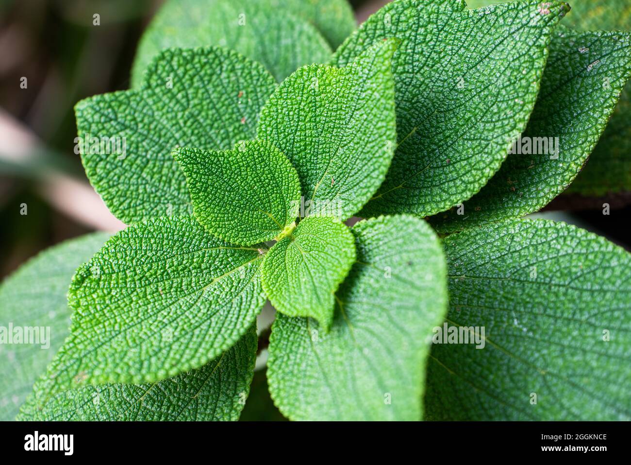 Closeup of a green Boehmeria plant Stock Photo