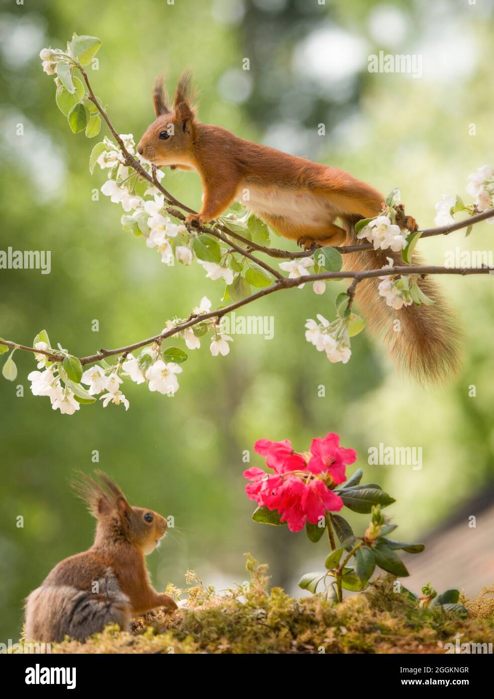 red squirrels with an apple flower branch Stock Photo