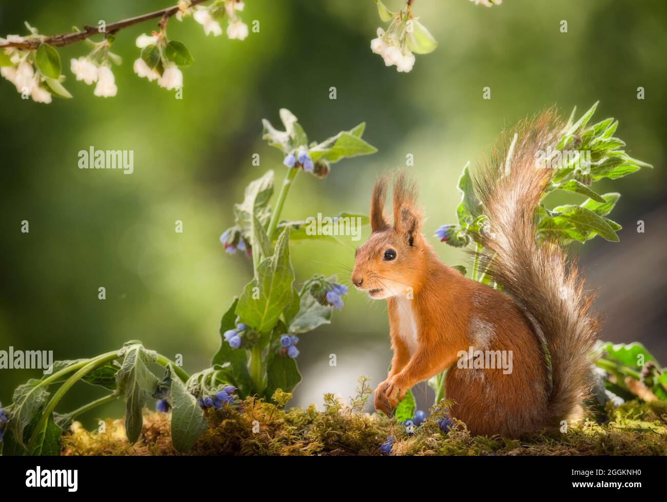red squirrel is standing between blue comfrey Stock Photo