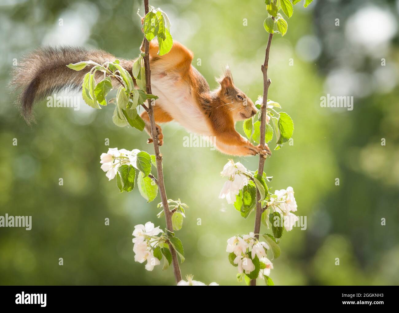 red squirrel holding apple flower branches Stock Photo
