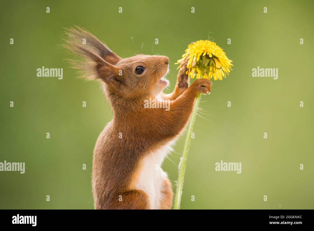 red squirrel talking to an dandelion Stock Photo Alamy