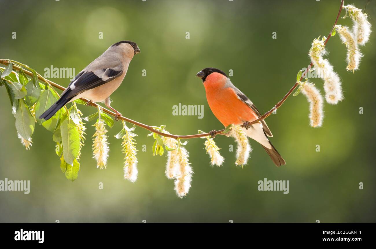 female and male bullfinch on an willow branch Stock Photo
